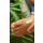 Weleda Fußbalsam 75ml